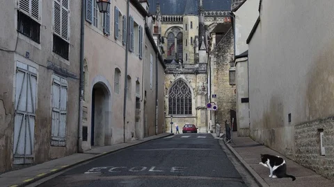 Cat cleaning itself Stock Footage 87234590