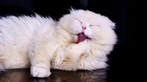 Cat Cleaning Itself Stock Footage 102725486