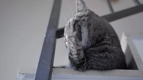 Cat cleaning itself Video stock 122336293