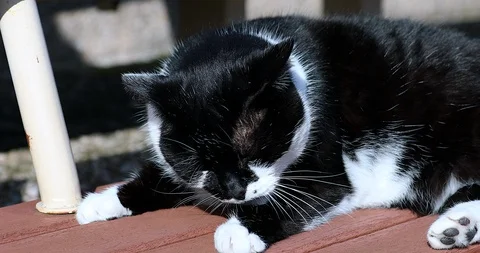 Cat Is Cleaning Itself Stock Footage 125912983