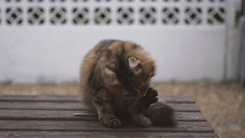 Cat cleaning itself Video stock 132350321