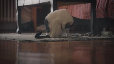 Cat Cleaning Itself Stock Footage 200215335
