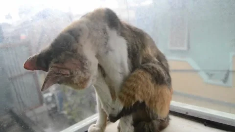 Cat cleaning itself Stock Footage 221617307