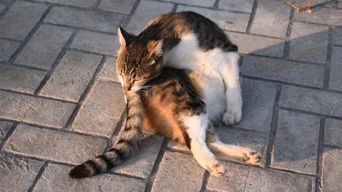 Cat cleaning itself. Stock Footage 272447366