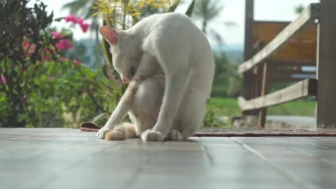 The cat is cleaning itself Stock Footage 282970208