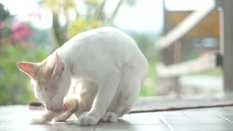 The cat is cleaning itself Stock Footage 282970211