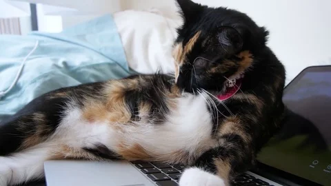 Cat cleaning itself on a laptop Stock Footage 80321460