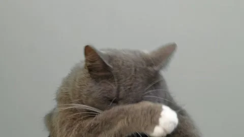 Cat Cleaning Itself By Licking on Gray Color Background. Cute Gray Feline Self Video stock 328540683
