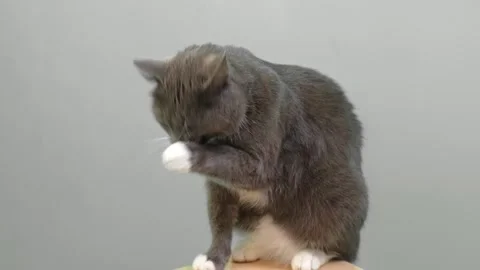 Cat Cleaning Itself By Licking on Gray Color Background. Cute Gray Feline Self Video stock 328541013