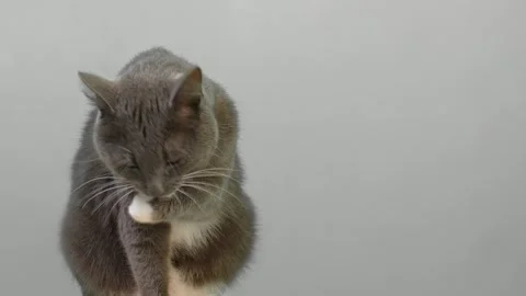 Cat Cleaning Itself By Licking on Gray Color Background. Cute Gray Feline Self Video stock 330219859