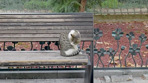 Cat cleaning itself on a park bench in autumn Vídeo Stock 333912308