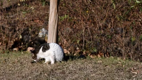 Cat cleaning itself in park Stock Footage 84452047