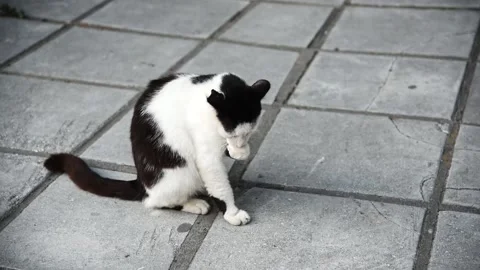 Cat cleaning itself on the street Stock Footage 132604543