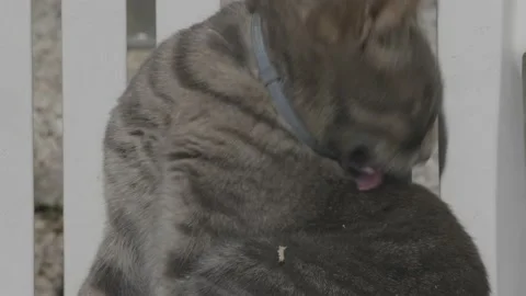 The cat cleaning itself on the sun Stock Footage 151486213