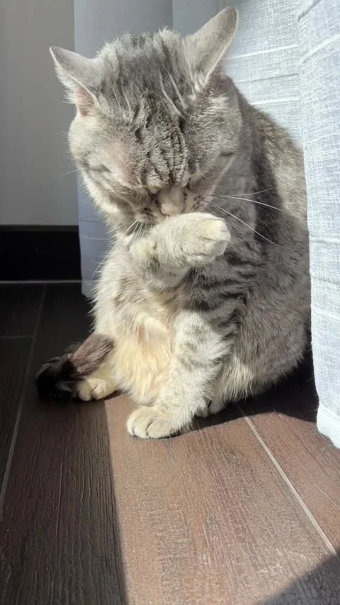 Cat is cleaning itself in a sunlit area, showcasing its fur texture Stock Footage 314844613