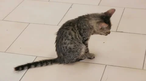 Cat Cleaning Paws Stock Footage 11886365