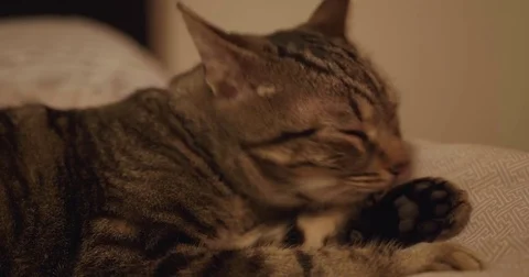 Cat Cleaning Paws Stock Footage 83767160