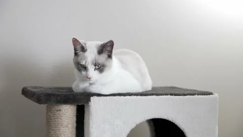 Cat Cleaning Paws Video stock 147061053