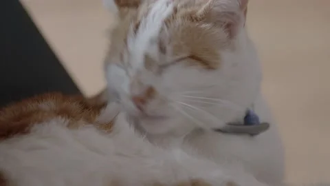 Cat cleaning session Video stock 187093296