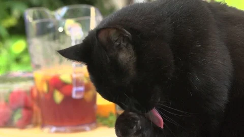 Cat Cleaning in slow motion Stock Footage 91375924