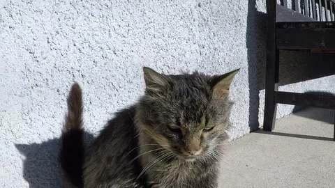 The cat cleans the fur Stock Footage 85753067