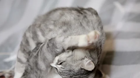 Cat Cleans His Skin Stock Footage 52076952