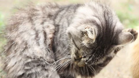 A cat cleans its face with its paw on a sunny day. Stock Footage 265200042