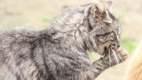 A cat cleans its face with its paw on a sunny day Stock Footage 265200063