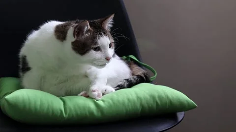 The cat cleans its fur on a cushion 库存影片 340078541