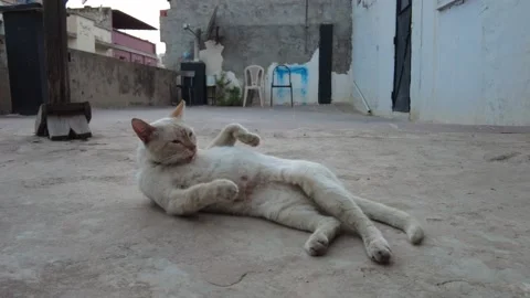 Cat cleans itself Stock Footage 160762626