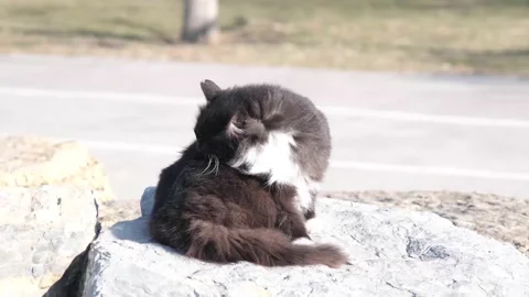 The cat cleans itself lonely Stock Footage 170225116
