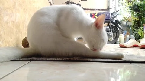 A Cat Cleans up mode Stock Footage 218344010