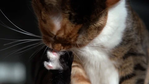 Cat Cleans Paws Stock Footage 101826779
