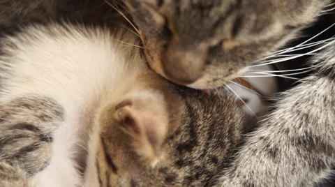 Cat cleans the puppie Video stock 53808932