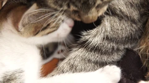Cat cleans the puppie Stock Footage 53808968