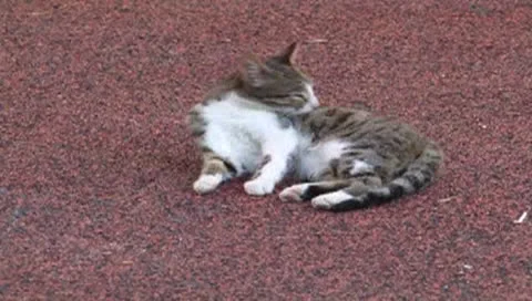 Cat clear himself Stock Footage 22911689