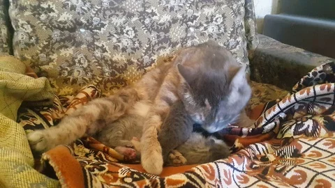 Cat clear his babies Stock Footage 106865785