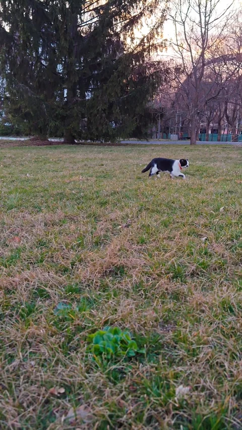 A cat in a clearing Stock-Footage 331746262
