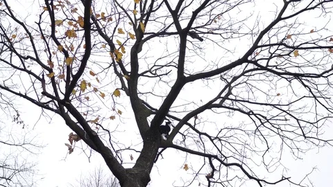 Cat climb on a tree and try to hunt birds. Stock Footage 83728571