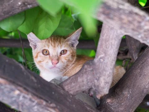 Cat climb on tree Stock Photos