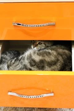 The cat climbed into a drawer Stock Photos
