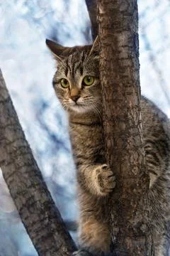 Cat climbed a tree and does not want to go down. 写真素材
