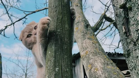 The cat climbed a tree. Video stock 239051818