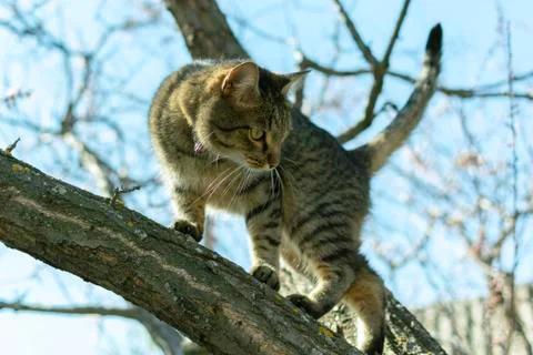 The cat climbed the trunk of a flowering tree in the spring Stock Photos