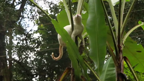 Cat climbing on a banana tree. Stock Footage 253890794
