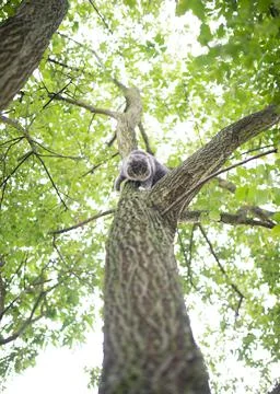 Cat climbing down high tree Stock Photos