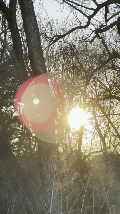 Cat Climbing Down Tall Tree at Sunset Video stock 344807527