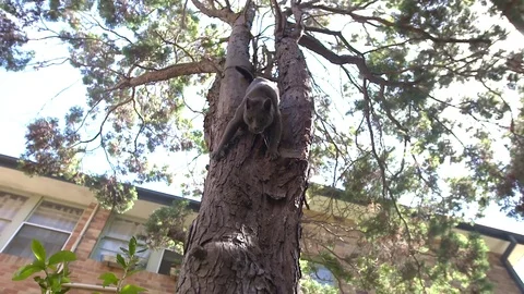 Cat up climbing down a tree Stock Footage 72005401