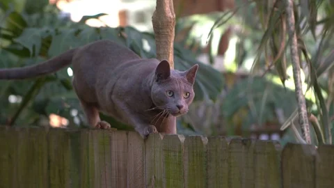 Cat climbing a fence Stock Footage 70338044