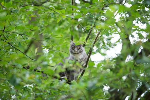 Cat climbing high tree looking at camera Stock Photos